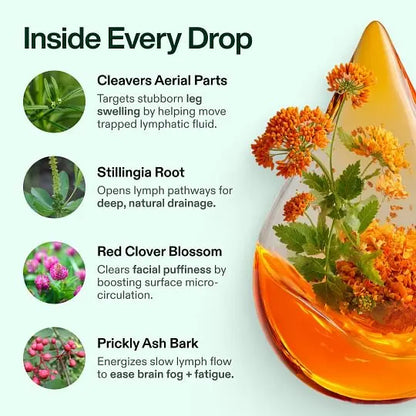 🌿Herbal Wellness Drops — Cleavers, Red Clover, Stillingia Root & Prickly Ash Bark Daily Support